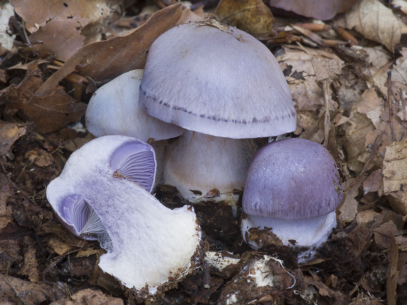 Cortinarius eucaeruleus